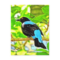 Fairy Bluebird Photo Painting Postcards