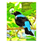 Fairy Bluebird Photo Painting Postcards