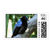 Fairy Bluebird Postage Stamps