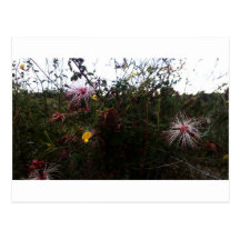 Fairy Dusters Post Cards