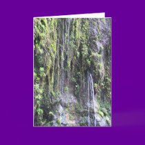 Fairy Ferns - Maui, Hawaii cards