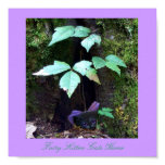 FAIRY KITTEN CATS HOME 8" X 8" Print FAIRY KITTEN CATS HOME 8" X 8" Print