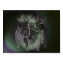 Fairy Lion posters