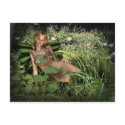Fairy post card, sexy woodland fairy postcards