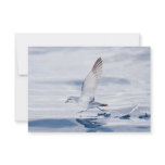 Fairy Prion Pachyptila Turtur Sea Bird Running Invite