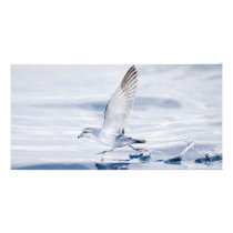 Fairy Prion Pachyptila Turtur Sea Bird Running Customized Photo Card