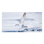 Fairy Prion Pachyptila Turtur Sea Bird Running Customized Photo Card