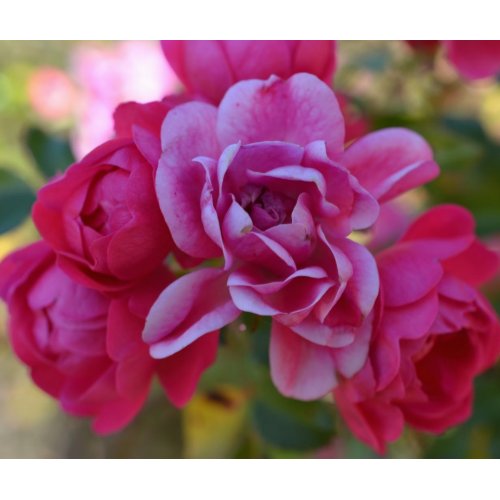 Fairy Queen Shrub Rose-072 mousepad