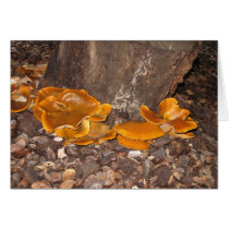 Fairy Ring Cards