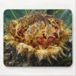 fairy, plant, seeds, art, photography, tropical