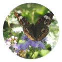 Fairy Tale Buckeye sticker