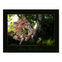 Fairy Tale wood posters by Malanda Fairy Tale wood posters