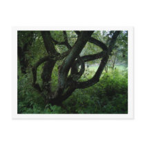 Fairy Tree postcards by Barbara_Stock Fairy Tree postcards
