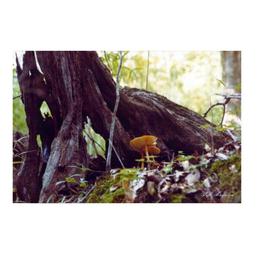Fairy's Mushrooms print