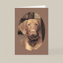 Faithful Friend cards