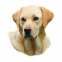 Faithful Friend Yellow Lab Women's T-shirt