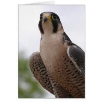 Falcon cards