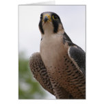 Falcon cards
