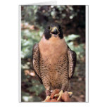 falcon greeting card