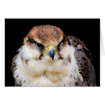 Falcon Card