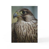 Falcon Head Card