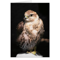 Falcon II: Customizable Card cards