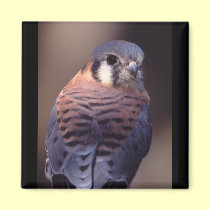 falcon magnets