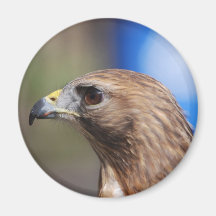 Falcon Magnets