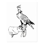 Falcon on Glove Postcard