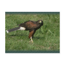 Falcon postcards