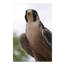 Falcon posters by Kethram Falcon posters