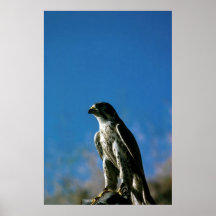 Falcon Posters