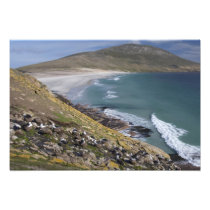 Falkland Islands, West Falkland, Saunders