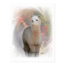 Fall Alpaca Postcard