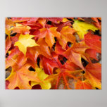 Fall Art prints Colorful bright Autumn Leaves