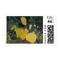 Fall Aspen Leaves Stamp