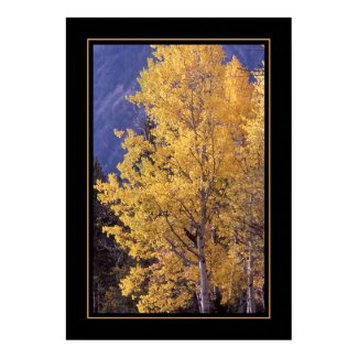 Fall aspen tree bordered poster print print