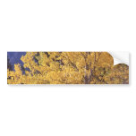 Fall aspen tree bumpersticker bumper sticker