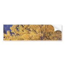 Fall aspen tree bumpersticker bumper sticker