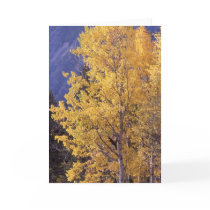 Fall aspen tree greeting card