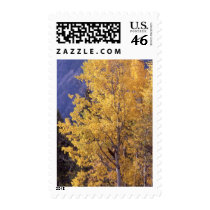 Fall aspen tree postage stamps