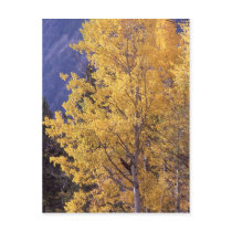 Fall aspen tree Postcard