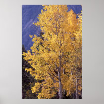 Fall aspen tree poster print