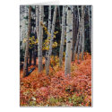 Fall Aspens cards by bchesley Fall Aspens cards