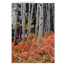 Fall Aspens cards