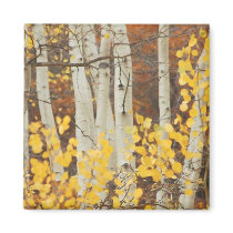 Fall Aspens magnets by cshphotos Fall Aspens magnets