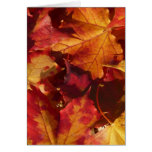 Fall Autumn Leaves Greeting Cards