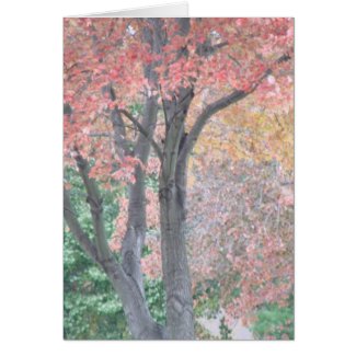 Fall Harvest Greeting Note Cards