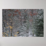 Fall Before Winter posters