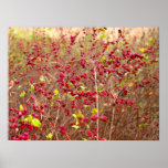 Fall Berries Print
